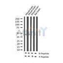 AF3205 staining Hela by IF/ICC. The sample were fixed with PFA and permeabilized in 0.1% Triton X-100,then blocked in 10% serum for 45 minutes at 25¡ãC. The primary antibody was diluted at 1/200 and incubated with the sample for 1 hour at 37¡ãC. An Alexa Fluor 594 conjugated goat anti-rabbit IgG (H+L) Ab, diluted at 1/600, was used as the secondary antibod