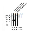 Western blot analysis of Phospho-MSK1 (Ser211) in lysates of 3T3 EGF 200ng/ml 5 mins, using Phospho-MSK1 (Ser211) Antibody(AF7155).