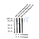 AF7158 at 1/100 staining mouse brain tissue sections by IHC-P. The tissue was formaldehyde fixed and a heat mediated antigen retrieval step in citrate buffer was performed. The tissue was then blocked and incubated with the antibody for 1.5 hours at 22¡ãC. An HRP conjugated goat anti-rabbit antibody was used as the secondary