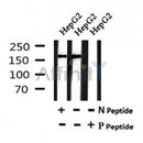 AF7162 at 1/100 staining human kidney tissue sections by IHC-P. The tissue was formaldehyde fixed and a heat mediated antigen retrieval step in citrate buffer was performed. The tissue was then blocked and incubated with the antibody for 1.5 hours at 22¡ãC. An HRP conjugated goat anti-rabbit antibody was used as the secondary