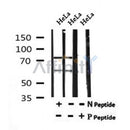 Western blot analysis of Phospho-Lamin A/C (Ser301) in lysates of HeLa, using Phospho-Lamin A/C (Ser301) Antibody(AF7177).