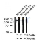 AF7180 at 1/100 staining human kidney tissue sections by IHC-P. The tissue was formaldehyde fixed and a heat mediated antigen retrieval step in citrate buffer was performed. The tissue was then blocked and incubated with the antibody for 1.5 hours at 22¡ãC. An HRP conjugated goat anti-rabbit antibody was used as the secondary