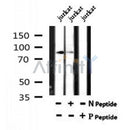 AF7183 at 1/100 staining human kidney tissue sections by IHC-P. The tissue was formaldehyde fixed and a heat mediated antigen retrieval step in citrate buffer was performed. The tissue was then blocked and incubated with the antibody for 1.5 hours at 22¡ãC. An HRP conjugated goat anti-rabbit antibody was used as the secondary