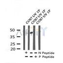 AF7227 at 1/100 staining human liver tissue sections by IHC-P. The tissue was formaldehyde fixed and a heat mediated antigen retrieval step in citrate buffer was performed. The tissue was then blocked and incubated with the antibody for 1.5 hours at 22¡ãC. An HRP conjugated goat anti-rabbit antibody was used as the secondary