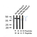 AF7236 at 1/100 staining human brain tissue sections by IHC-P. The tissue was formaldehyde fixed and a heat mediated antigen retrieval step in citrate buffer was performed. The tissue was then blocked and incubated with the antibody for 1.5 hours at 22¡ãC. An HRP conjugated goat anti-rabbit antibody was used as the secondary