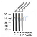 Western blot analysis of Phospho-C/EBPbeta (Ser76) in lysates of HepG2 EGF 200ng/ml 30', using Phospho-C/EBPbeta (Ser76) Antibody(AF7247).