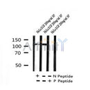 AF7264 at 1/100 staining human kidney tissue sections by IHC-P. The tissue was formaldehyde fixed and a heat mediated antigen retrieval step in citrate buffer was performed. The tissue was then blocked and incubated with the antibody for 1.5 hours at 22¡ãC. An HRP conjugated goat anti-rabbit antibody was used as the secondary