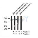 Western blot analysis of Phospho-GATA3 (Ser369) in lysates of Jurkat treated with 1mM 8-Bromo-cAMP 6 hours, using Phospho-GATA3 (Ser369) Antibody(AF7271).
