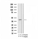 AF7340 at 1/100 staining human liver tissue sections by IHC-P. The tissue was formaldehyde fixed and a heat mediated antigen retrieval step in citrate buffer was performed. The tissue was then blocked and incubated with the antibody for 1.5 hours at 22¡ãC. An HRP conjugated goat anti-rabbit antibody was used as the secondary