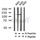 AF7343 at 1/100 staining human liver tissue sections by IHC-P. The tissue was formaldehyde fixed and a heat mediated antigen retrieval step in citrate buffer was performed. The tissue was then blocked and incubated with the antibody for 1.5 hours at 22¡ãC. An HRP conjugated goat anti-rabbit antibody was used as the secondary