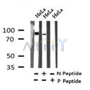 Western blot analysis of Phospho-PKC (Thr710) in lysates of HeLa , using Phospho-PKC (Thr710) Antibody(AF7345).