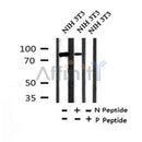 AF7360 at 1/100 staining mouse kidney tissue sections by IHC-P. The tissue was formaldehyde fixed and a heat mediated antigen retrieval step in citrate buffer was performed. The tissue was then blocked and incubated with the antibody for 1.5 hours at 22¡ãC. An HRP conjugated goat anti-rabbit antibody was used as the secondary