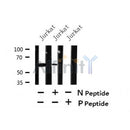 AF7423 at 1/100 staining rat lung tissue sections by IHC-P. The tissue was formaldehyde fixed and a heat mediated antigen retrieval step in citrate buffer was performed. The tissue was then blocked and incubated with the antibody for 1.5 hours at 22¡ãC. An HRP conjugated goat anti-rabbit antibody was used as the secondary