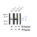 AF7430 at 1/100 staining rat liver tissue sections by IHC-P. The tissue was formaldehyde fixed and a heat mediated antigen retrieval step in citrate buffer was performed. The tissue was then blocked and incubated with the antibody for 1.5 hours at 22¡ãC. An HRP conjugated goat anti-rabbit antibody was used as the secondary