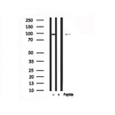 Western blot analysis of CUL4A in lysates of HeLa?, using CUL4A Antibody(AF7538).