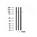 Western blot analysis of extracts of Mouse brain tissue sample,using HCN1 Antibody(AF7541).
