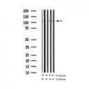 AF3247 staining K562 by IF/ICC. The sample were fixed with PFA and permeabilized in 0.1% Triton X-100,then blocked in 10% serum for 45 minutes at 25¡ãC. The primary antibody was diluted at 1/200 and incubated with the sample for 1 hour at 37¡ãC. An Alexa Fluor 594 conjugated goat anti-rabbit IgG (H+L) Ab, diluted at 1/600, was used as the secondary antibod