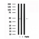 Western blot analysis of MAP2K7 in lysates of NIH-3T3 , using MAP2K7 Antibody(AF7601).
