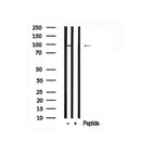 Western blot analysis of MSK2 in lysates of HepG2, using MSK2 Antibody(AF7657).