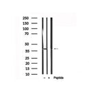 Western blot analysis of eIF2 alpha in lysates of K562 , using eIF2 alpha Antibody(AF7688).