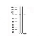 Western blot analysis of A-RAF in lysates of HeLa , using A-RAF Antibody(AF7714).
