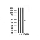 Western blot analysis of CREB in lysates of HeLa , using CREB Antibody(AF7736).