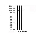 Western blot analysis of CTNNA1 in lysates of HeLa?, using CTNNA1 Antibody(AF7795).