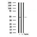 Western blot analysis of MAPKAPK-2 in lysates of NIH-3T3, using MAPKAPK-2 Antibody(AF7809).