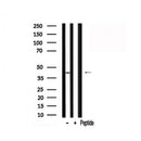 Western blot analysis of C/EBP in lysates of HepG2 , using C/EBP Antibody(AF7811).