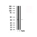 Western blot analysis of extracts of Rat testis tissue sample,using EFNB1/2 Antibody(AF7821).