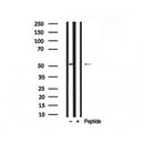 Western blot analysis of YB1 in lysates of HepG2 , using YB1 Antibody(AF7832).
