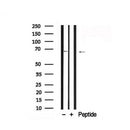 Western blot analysis of FoxO4 in lysates of HuvEc , using FoxO4 Antibody(AF7841).
