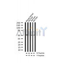 AF3297 staining HT29 by IF/ICC. The sample were fixed with PFA and permeabilized in 0.1% Triton X-100,then blocked in 10% serum for 45 minutes at 25¡ãC. The primary antibody was diluted at 1/200 and incubated with the sample for 1 hour at 37¡ãC. An Alexa Fluor 594 conjugated goat anti-rabbit IgG (H+L) Ab, diluted at 1/600, was used as the secondary antibod