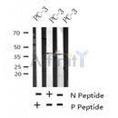 Western blot analysis of Phospho-DKK1(Ser140) in lysates of PC-3?, using Phospho-DKK1(Ser140) Antibody(AF4300).