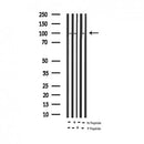 AF3302 staining HeLa by IF/ICC. The sample were fixed with PFA and permeabilized in 0.1% Triton X-100,then blocked in 10% serum for 45 minutes at 25¡ãC. The primary antibody was diluted at 1/200 and incubated with the sample for 1 hour at 37¡ãC. An Alexa Fluor 594 conjugated goat anti-rabbit IgG (H+L) Ab, diluted at 1/600, was used as the secondary antibod