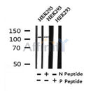 Western blot analysis of Phospho-KSR2(Thr497) in lysates of HEK293, using Phospho-KSR2(Thr497) Antibody(AF4342).