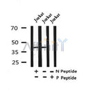 Western blot analysis of Phospho-Oxytocin Receptor(Thr235) in lysates of Jurkat?, using Phospho-Oxytocin Receptor(Thr235) Antibody(AF4367).