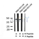 Western blot analysis of Phospho-SEK1/MKK4 (Ser257) in lysates of NIH/3T3 UV, using Phospho-SEK1/MKK4 (Ser257) Antibody(AF4434).