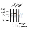 Western blot analysis of Phospho-GIT2 (Tyr592) in lysates of HepG2, using Phospho-GIT2 (Tyr592) Antibody(AF4472).