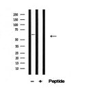 Western blot analysis of NCF2 in lysates of THP-1, using NCF2 Antibody(AF4643).