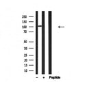 Western blot analysis of VAV2 in lysates of K562?, using VAV2 Antibody(AF4746).