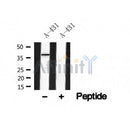 Western blot analysis of MERIT40 in lysates of A-431?, using MERIT40 Antibody(AF4798).