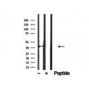 Western blot analysis of NudC in lysates of HeLa?, using NudC Antibody(AF4804).