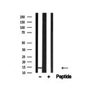 Western blot analysis of H2B in lysates of HL-60 , using H2B Antibody Antibody(AF4659).