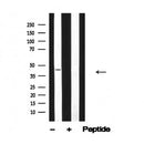 Western blot analysis of p53 in lysates of MDA-MB-435 , using p53 Antibody(AF4663).