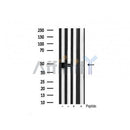 Western blot analysis of extracts from rat brain, rat spleen, mouse spleen, using Phospho-GSK3 alpha/ beta (Tyr279/216) Antibody.