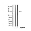 Western blot analysis of Rad17 in lysates of HeLa , using Rad17 Antibody(AF4688).