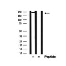 Western blot analysis of Scribble in lysates of HCT 116, using Scribble Antibody(AF4771).