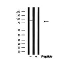 Western blot analysis of p90 RSK in lysates of HeLa, using p90 RSK Antibody(AF4777).