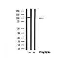 Western blot analysis of NEDD4L in lysates of K562?, using NEDD4L Antibody(AF4786).